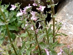 Nemesia denticulata